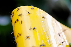 Fungus Gnat Pest Controls