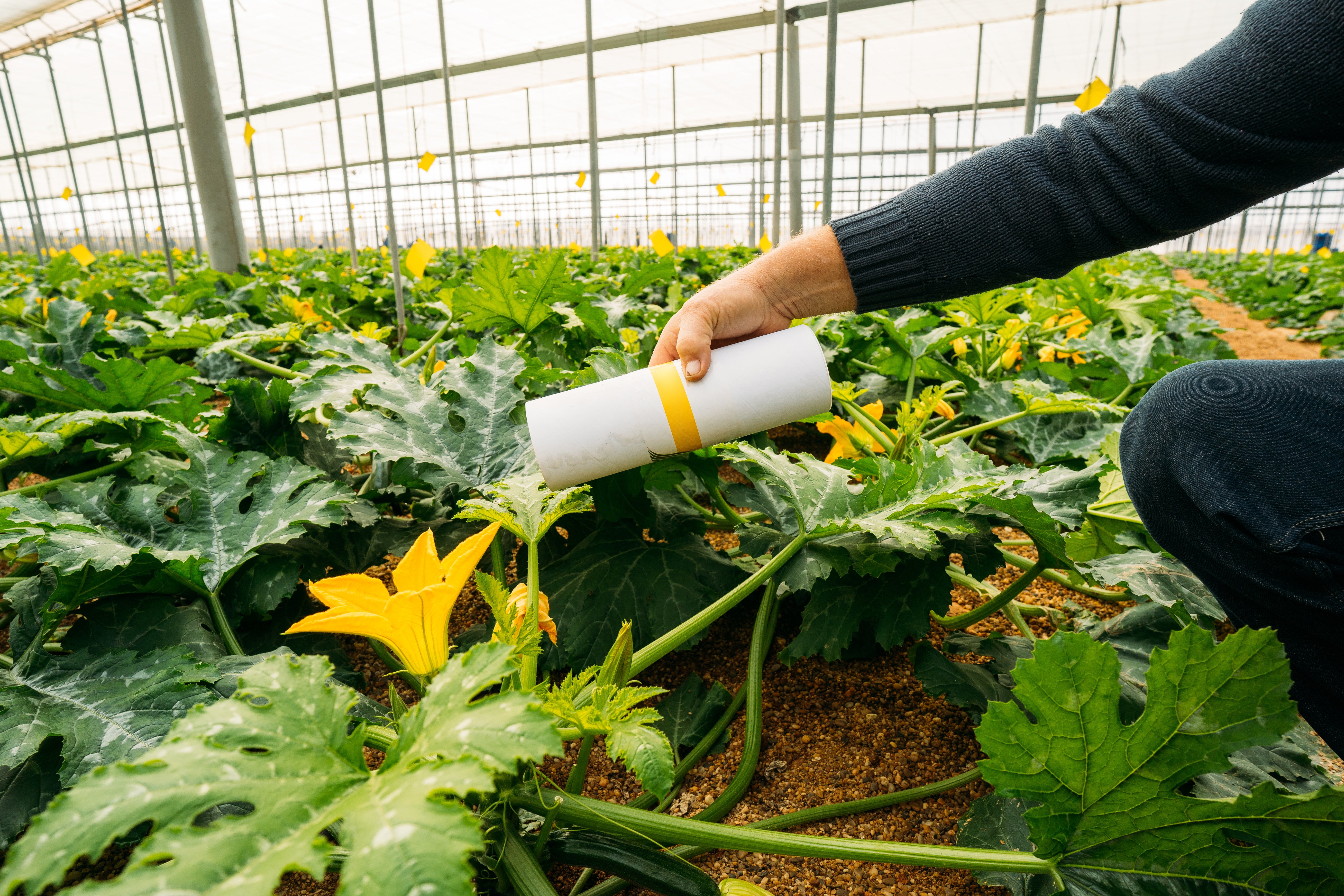 Biological Pest Control | Optimize Organics – Optimize Organics Inc