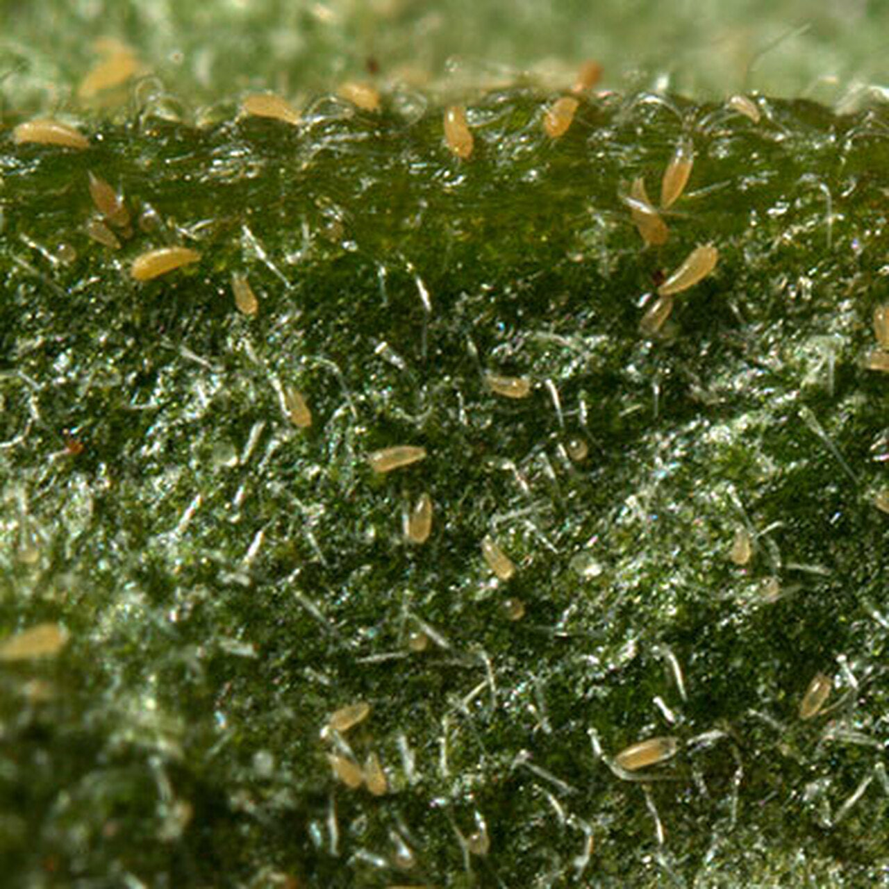 Broad Mite / Russet Mite Pest Controls Optimize Organics Inc