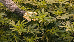 4 Plant Cannabis Grow System Combo Pack