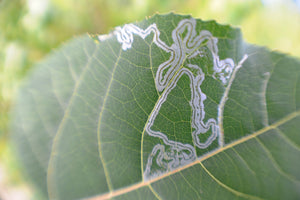 Leaf Miner Solutions