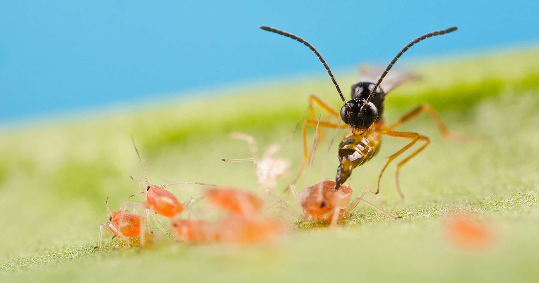 Beneficial Insects | Target Pests, Protect Plants Naturally – Optimize ...