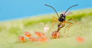 Beneficial Insect Pest Control