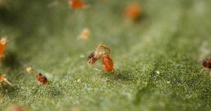Predatory Mites