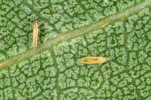 Biological Thrip Control That Works!