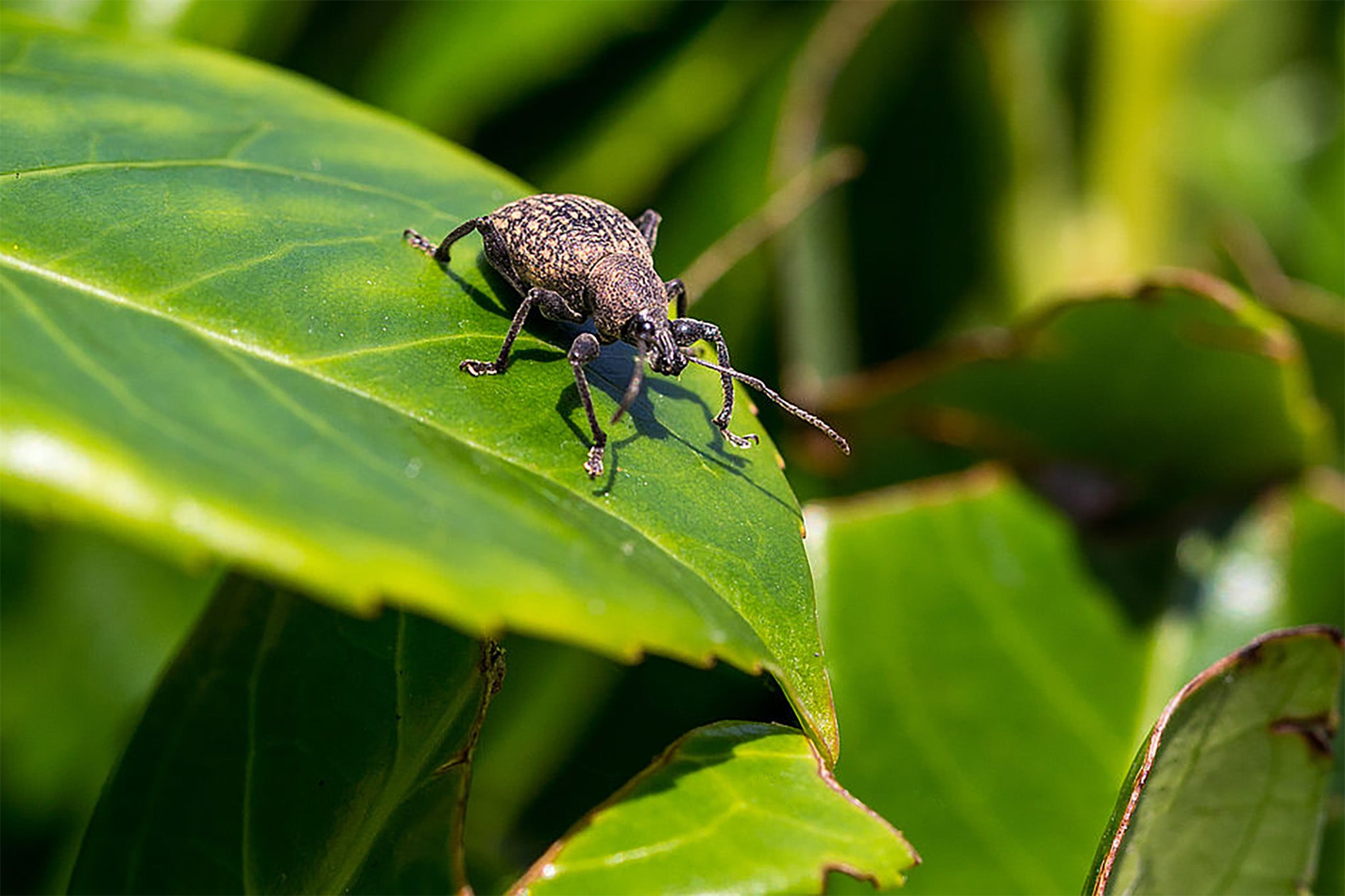 Weevil Pest Control : How to Get Rid of Weevils in Pantries and ...