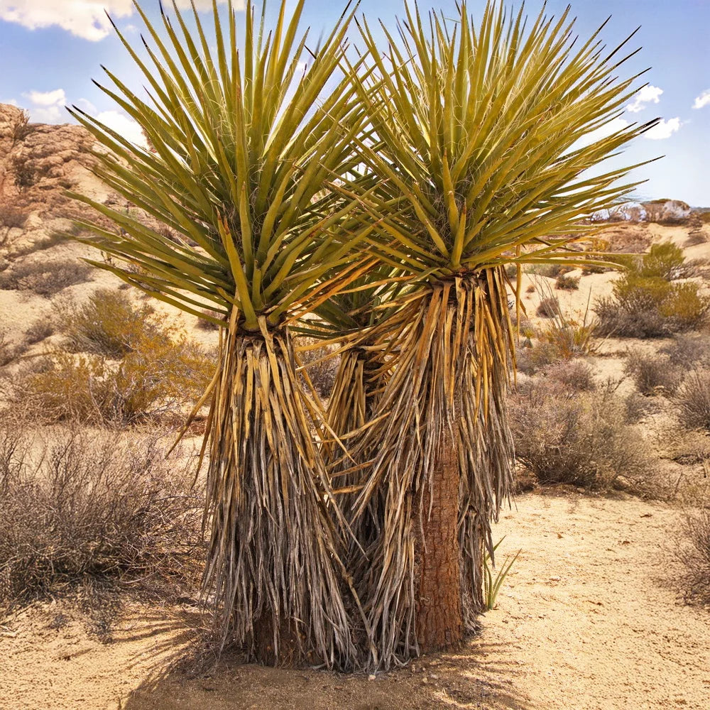 yucca extract canada Yucca Extract for Plants