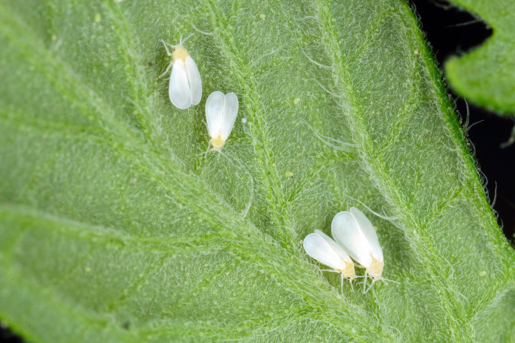 Find The Right Predator For Your Target Pest Optimize Organics find-the-right-predator-for-your-target-pest-optimize-organics