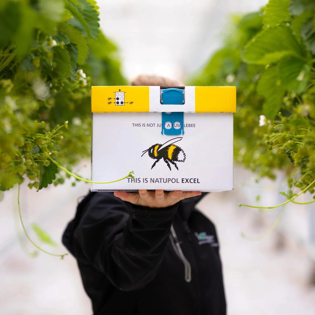 Bombus Impatiens Colony with Queen – Optimize Organics Inc