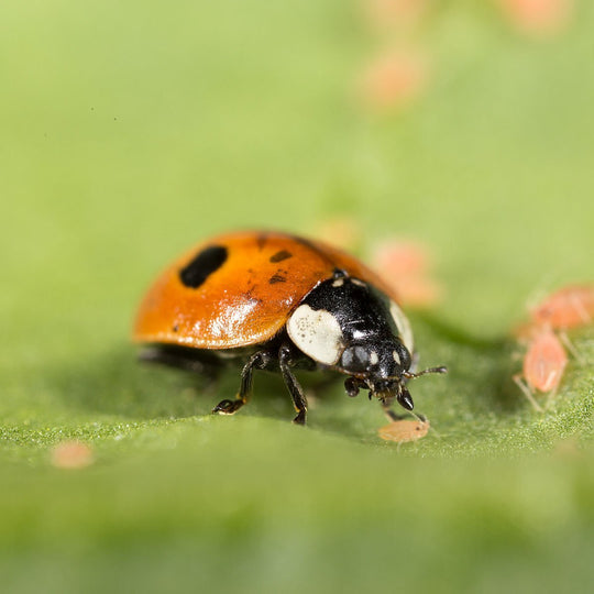 AdaliaBipunctataLadybug_540x.
